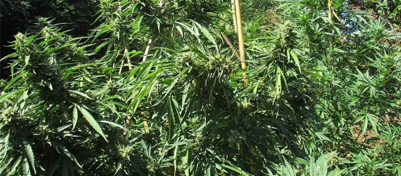 Κρήτη: 11 χασισοφυτείες εντόπισε το ελικόπτερο της αστυνομίας - Αναζητούνται οι δράστες